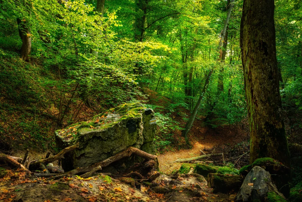 las wolski apartamenty radzikowskiego kraków