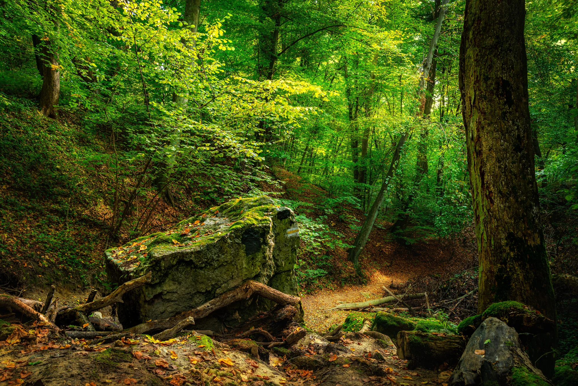 las wolski apartamenty radzikowskiego kraków