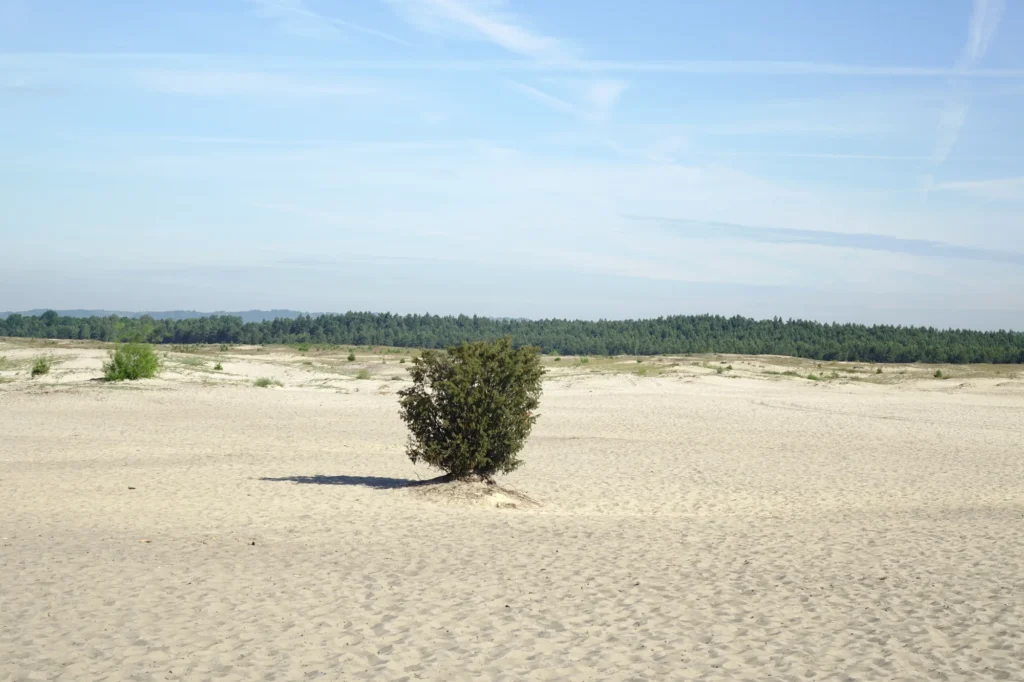 Z Apartamentów Radzikowskiego w tereny zielone #2: Pustynia Błędowska