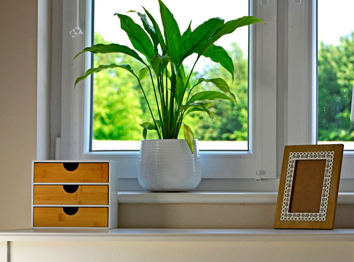 rośliny doniczkowe w domu